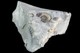 Ammonite (Promicroceras) Cluster - Somerset, England #86241-2